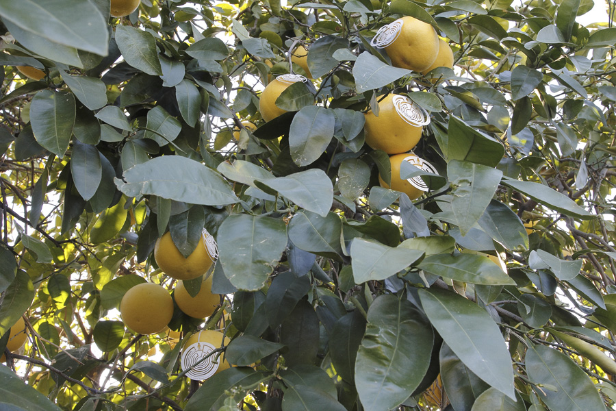 citrus-13